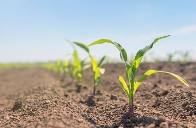 early-growth-corn