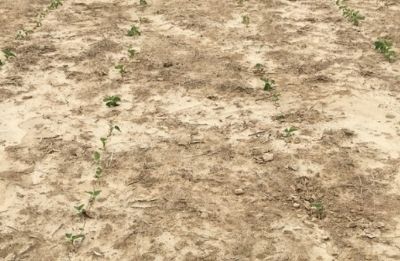 soybeans emerging from crusted soil layer 